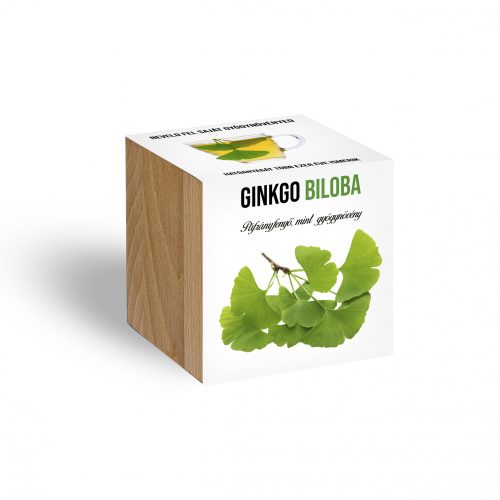 Ginkgo Biloba növényem fa kockában