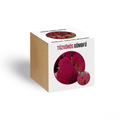 Tűzvörös gömbfű növényem fa kockában